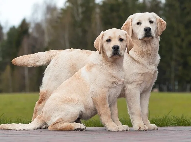 labrador