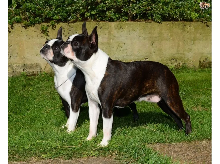 Boston terrier
