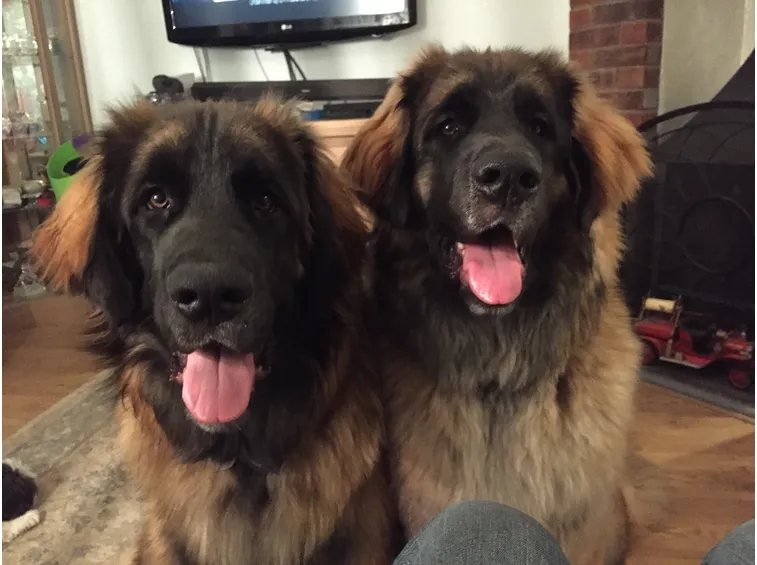 leonberg