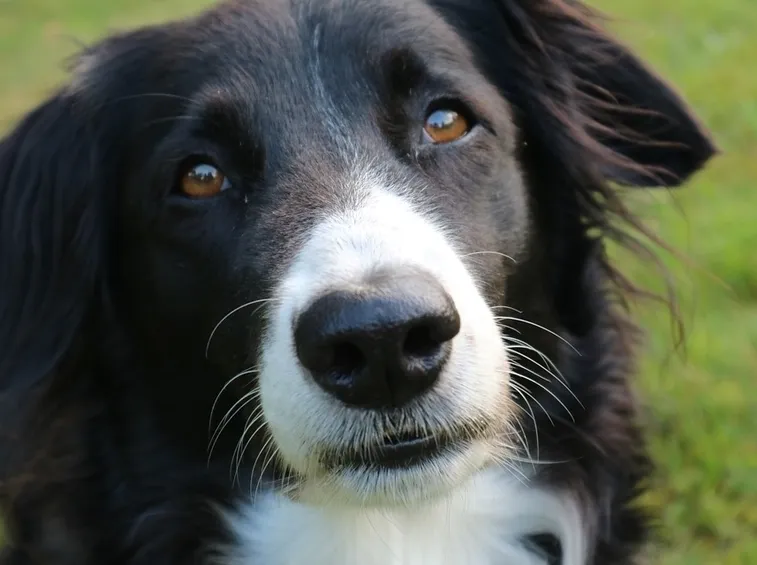 Border collie
