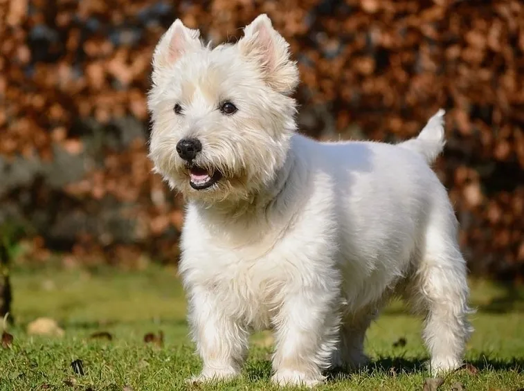 West Highland white Terrier