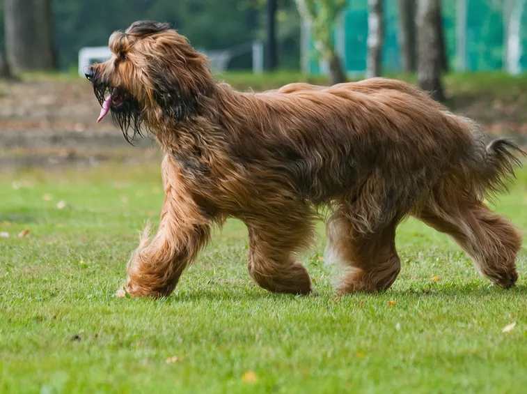 Cane da pastore di Brie