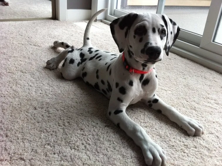Dalmata