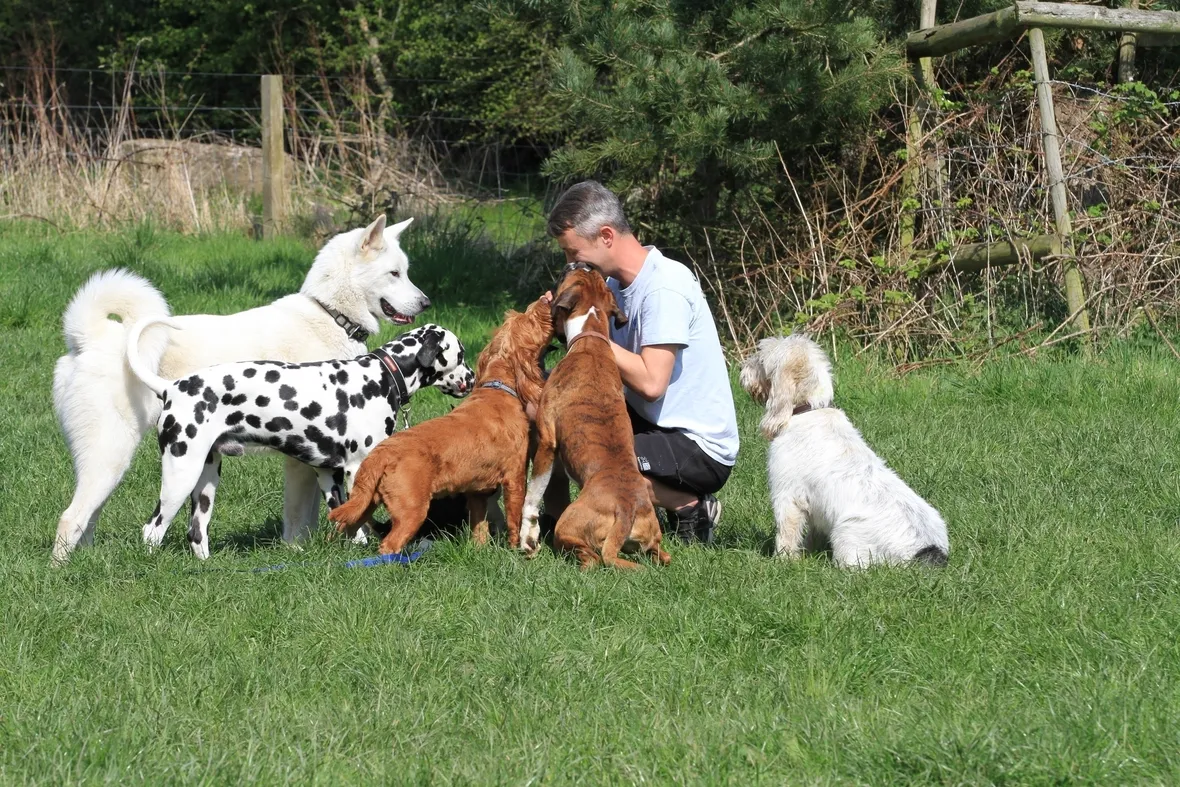 cani da compagnia