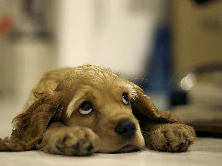 cane triste