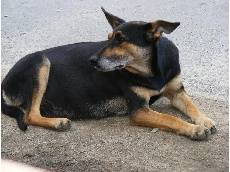 cagna