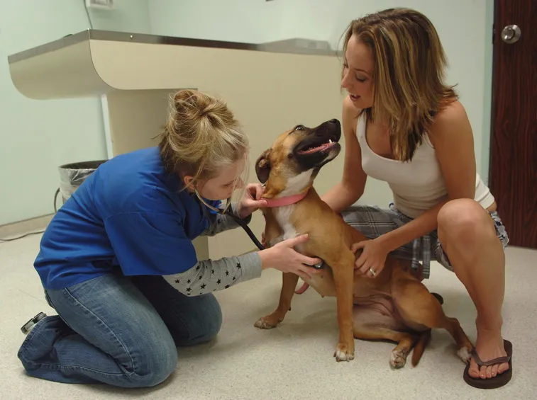 veterinario
