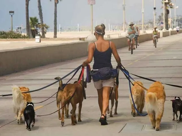 cani a passeggio