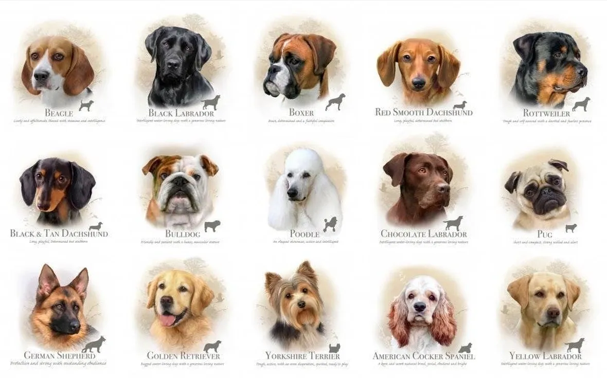 foto razze canine