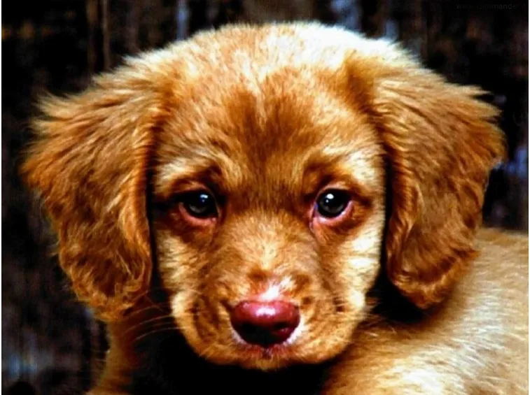 Doggy