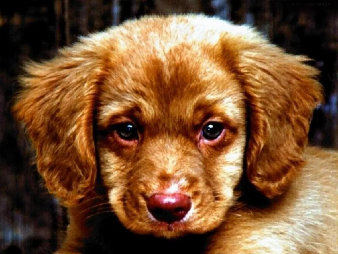 Doggy