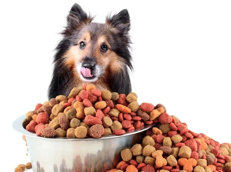 troppo cibo per il cane