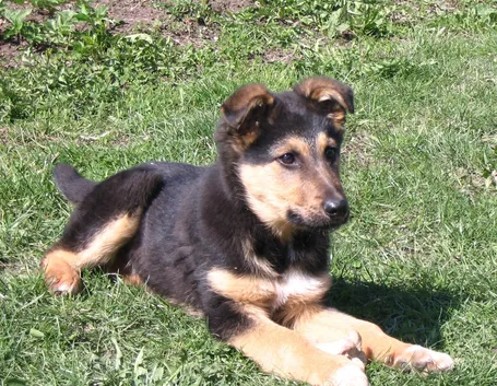 cuccioli pastore tedesco