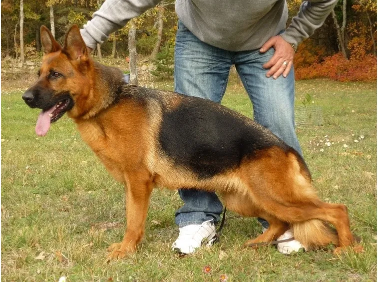 Femmina pastore tedesco