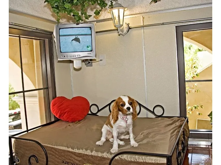 pensioni cani