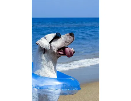 Cane in spiaggia