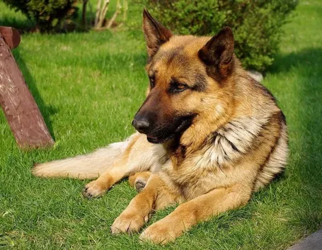 Immagine di cane Pastore Tedesco.