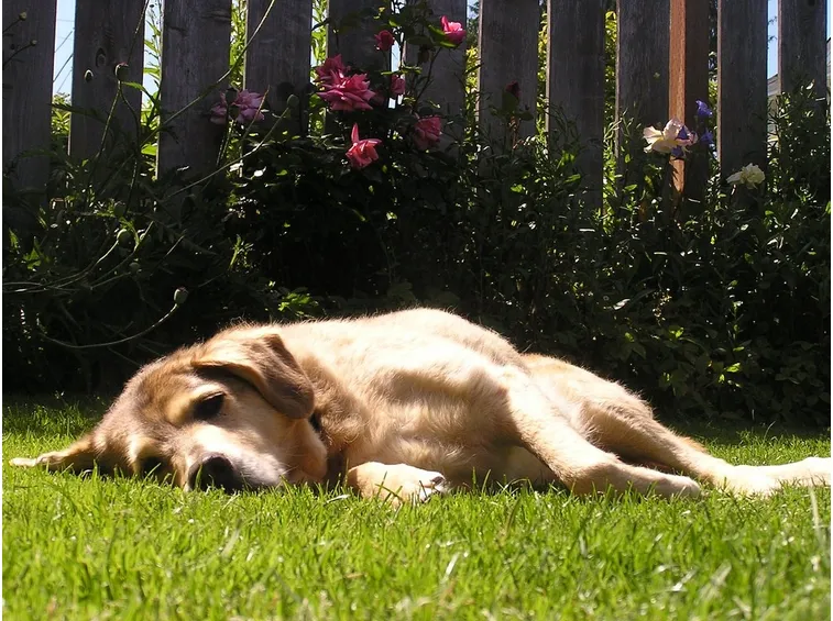 Cane Labrador rilassato nel prato.