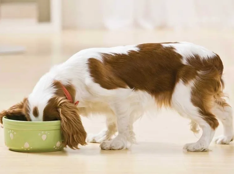 Cane che mangia nella propria ciotola.