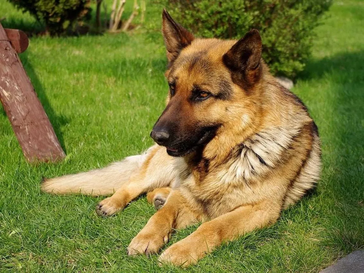 Immagine di cane Pastore Tedesco.