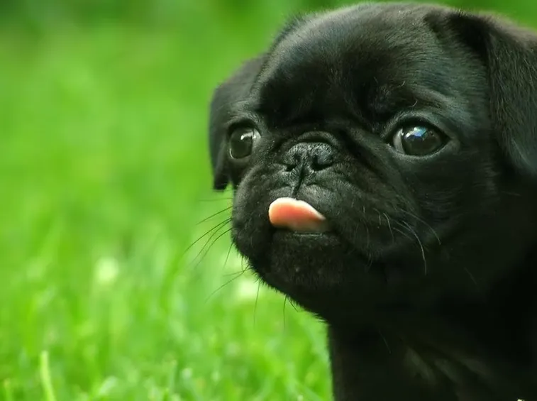 carlino