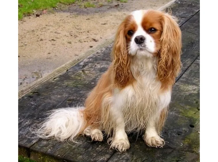foto cavalier king