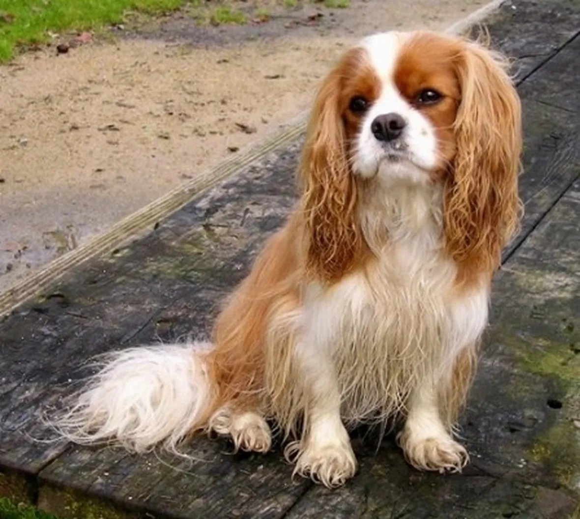 foto cavalier king