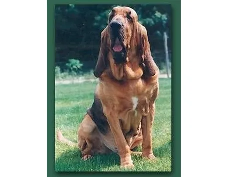 foto del Chien de Saint-Hubert