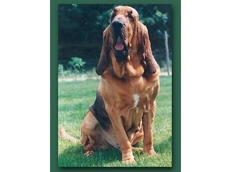 foto del Chien de Saint-Hubert