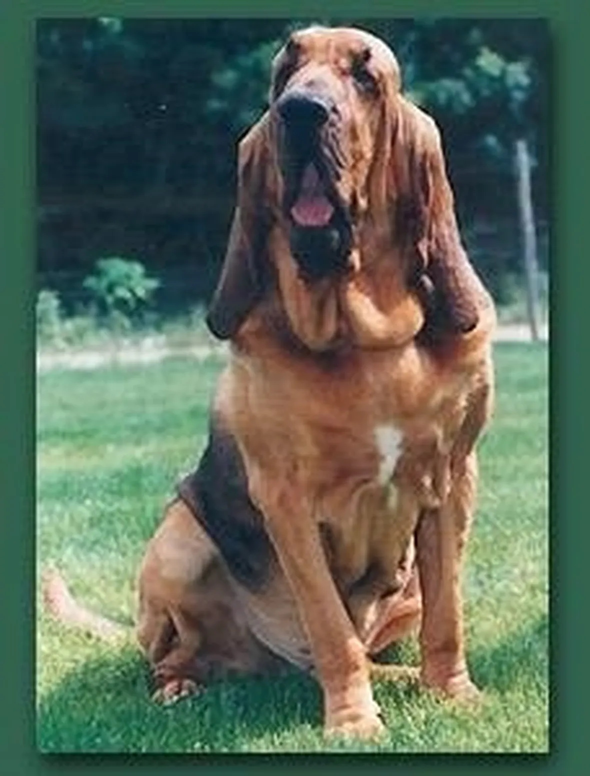 foto del Chien de Saint-Hubert