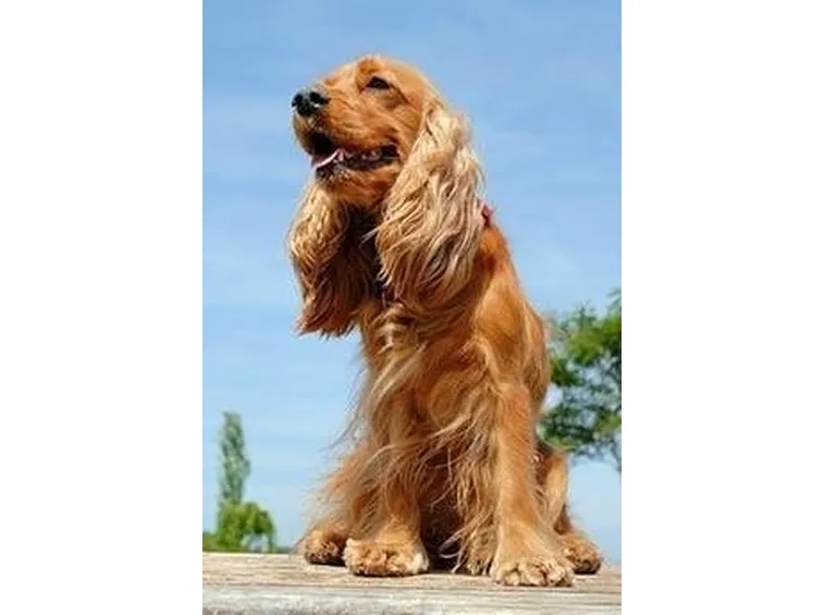foto cocker spaniel inglese