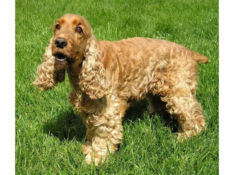 cocker spaniel inglese