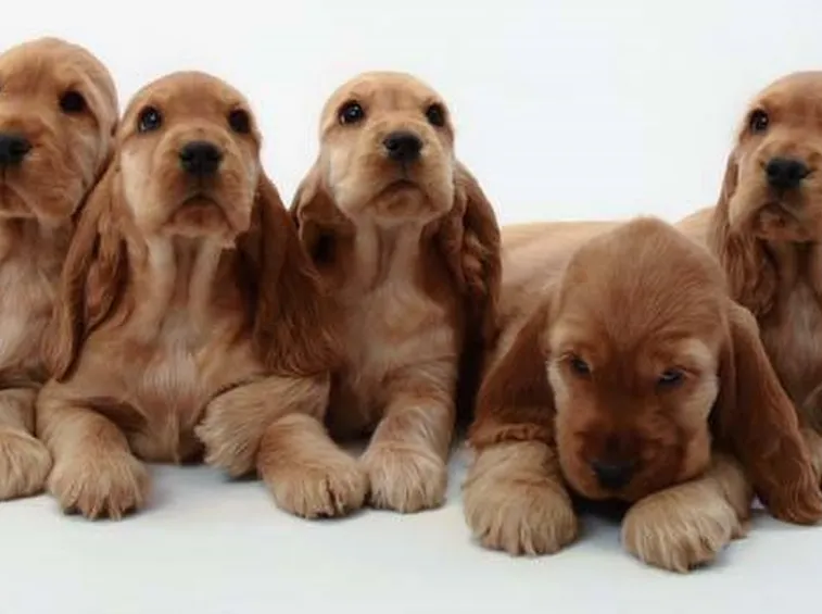 cuccioli