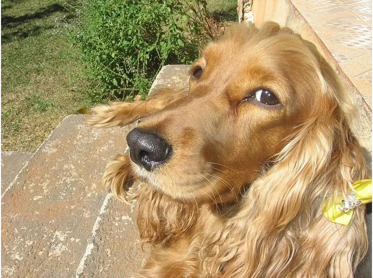 cocker spaniel inglese