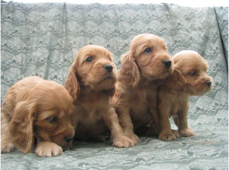 cuccioli