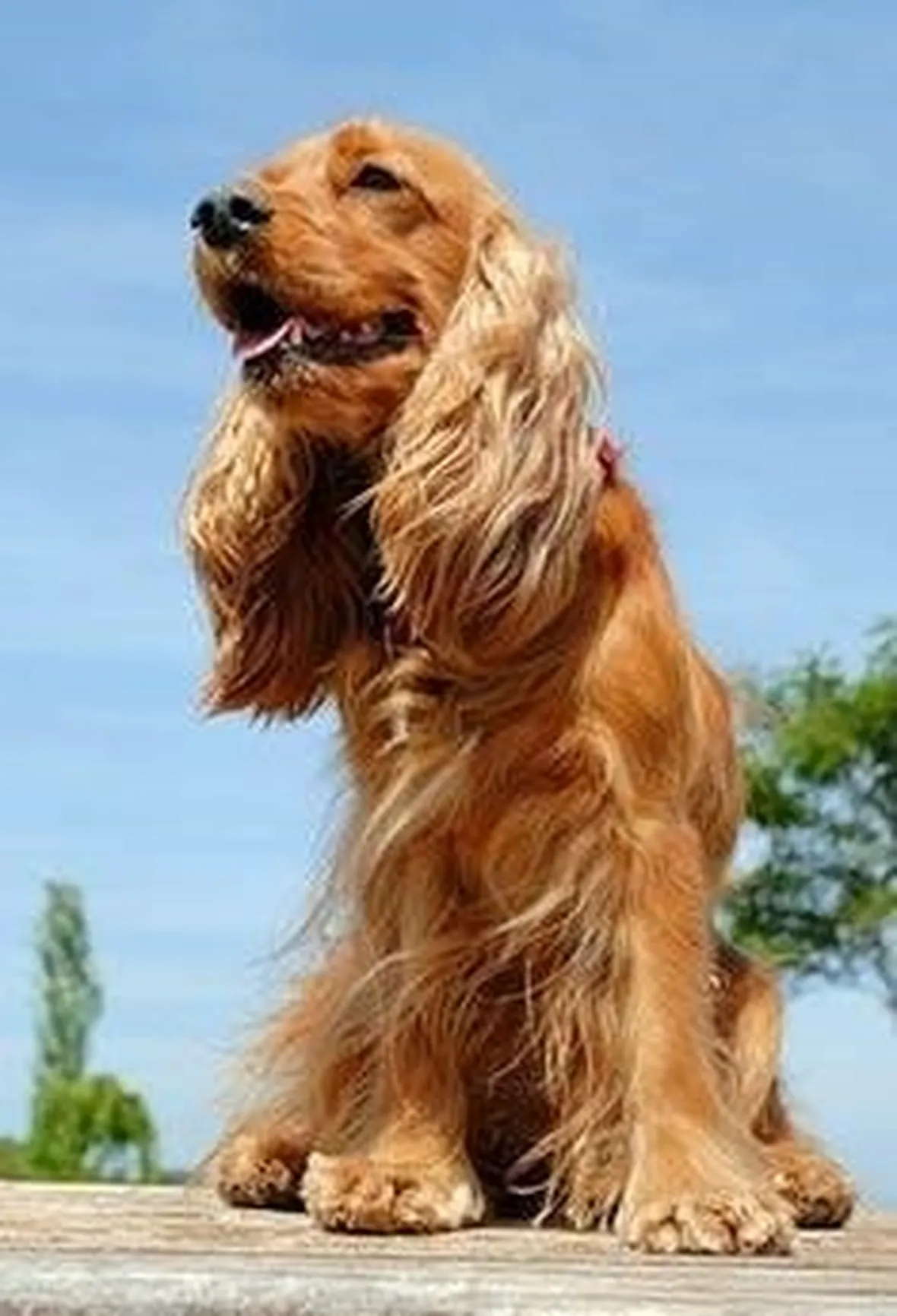 foto cocker spaniel inglese