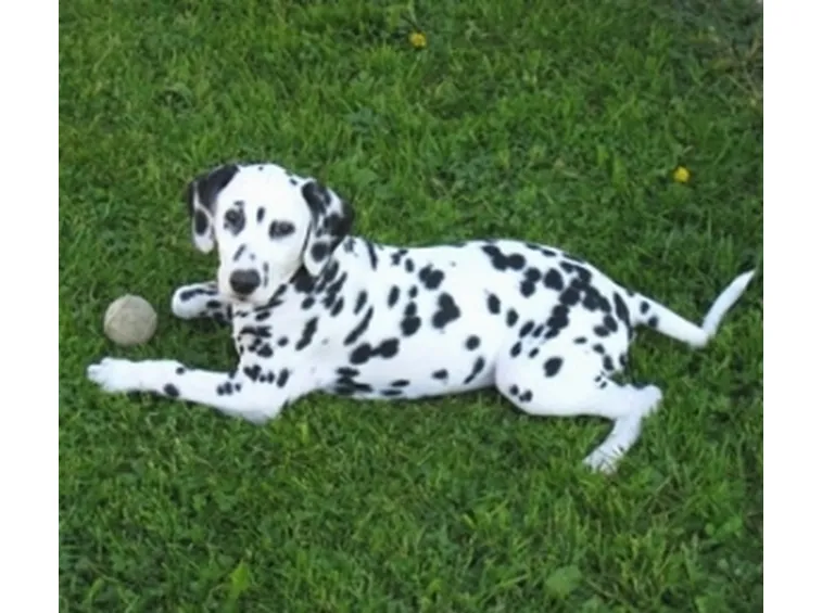 foto del dalmata