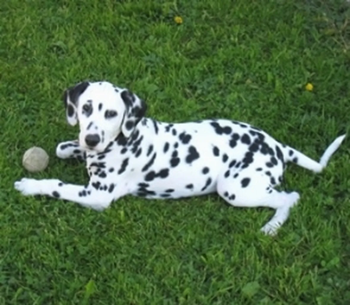 foto del dalmata