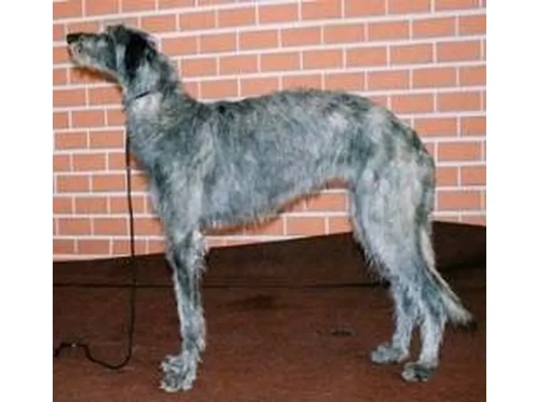 foto Deerhound