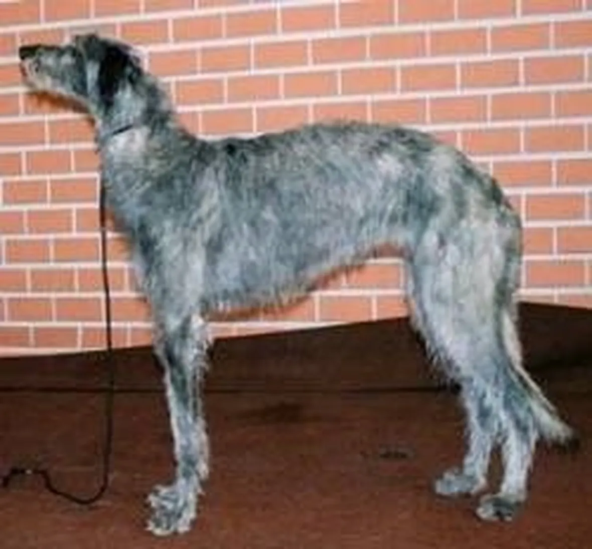 foto Deerhound