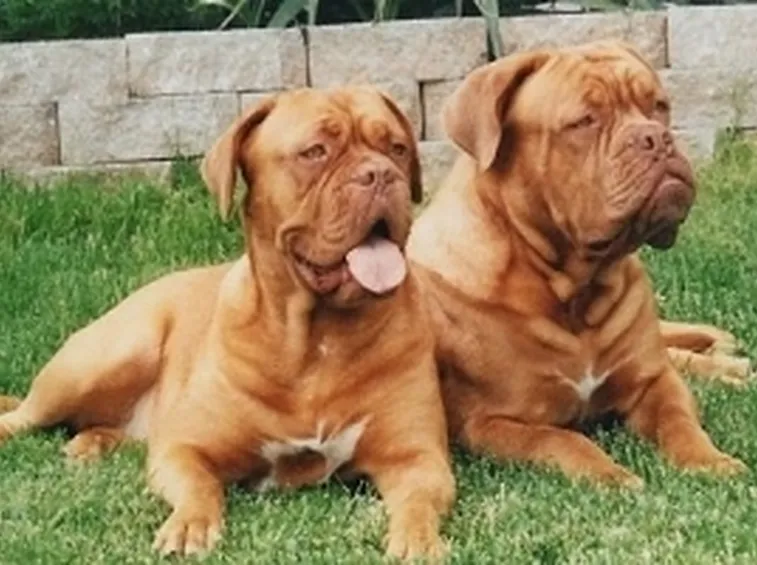foto del Dogue de Bordeaux