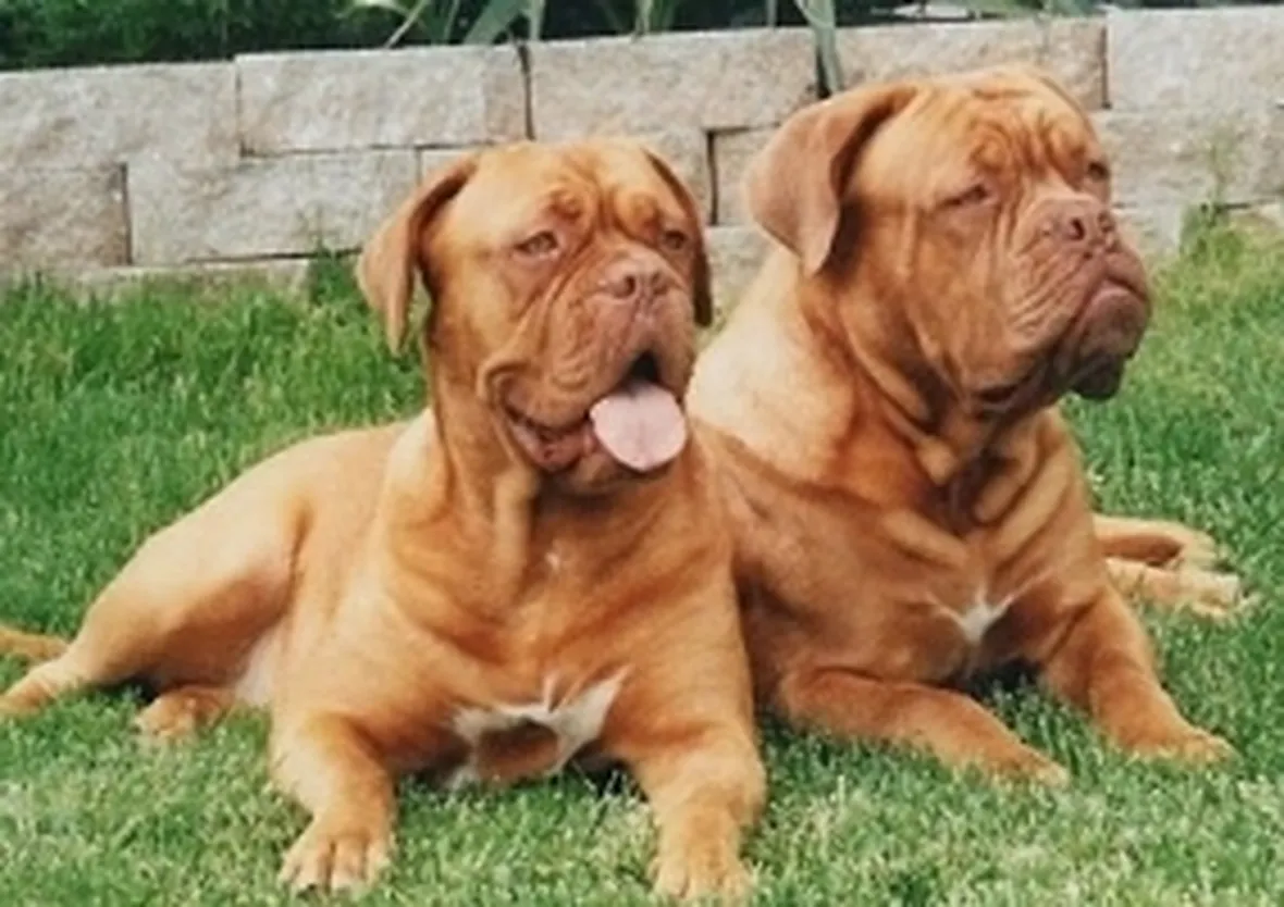 foto del Dogue de Bordeaux