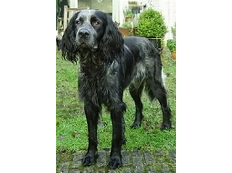 foto Epagneul Bleu de Picardie
