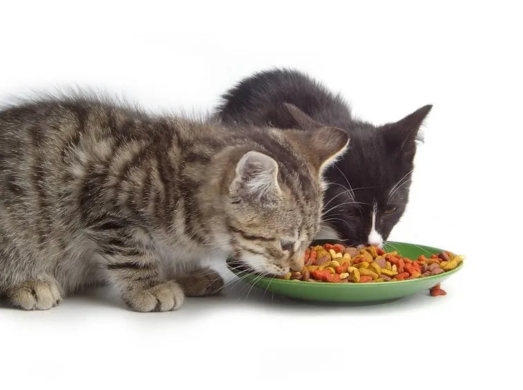 alimentazione gatti