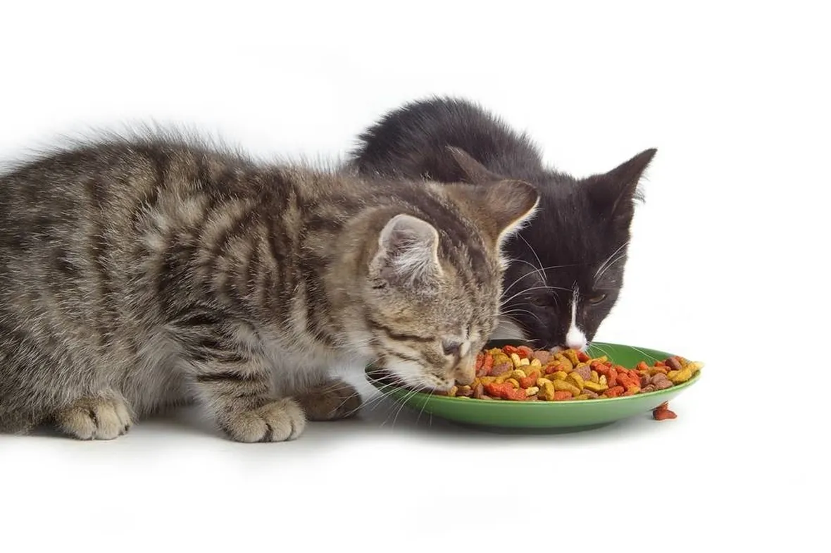alimentazione gatti