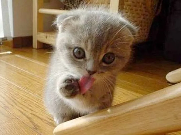 pelo gatto