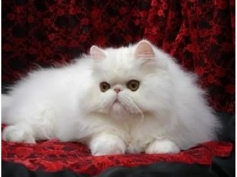 pelo gatto