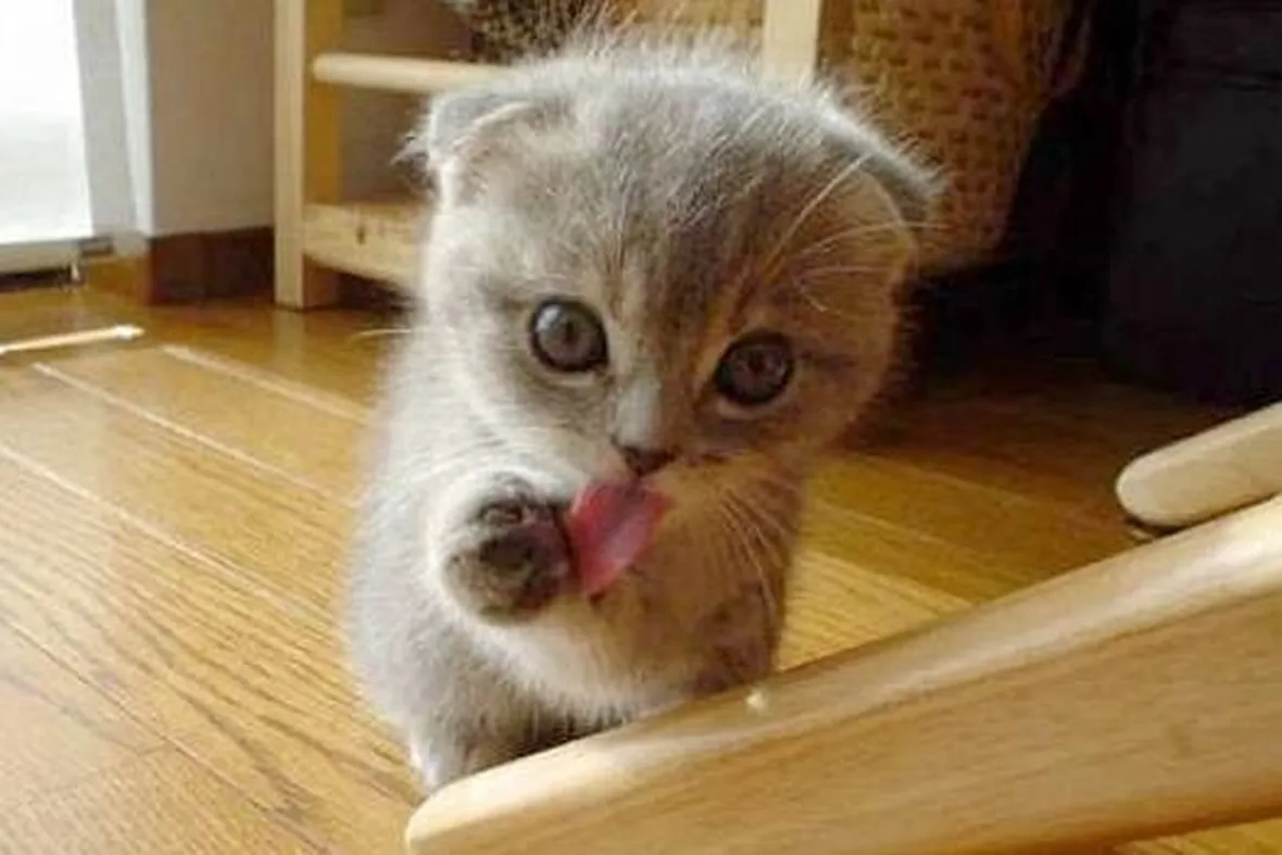 pelo gatto