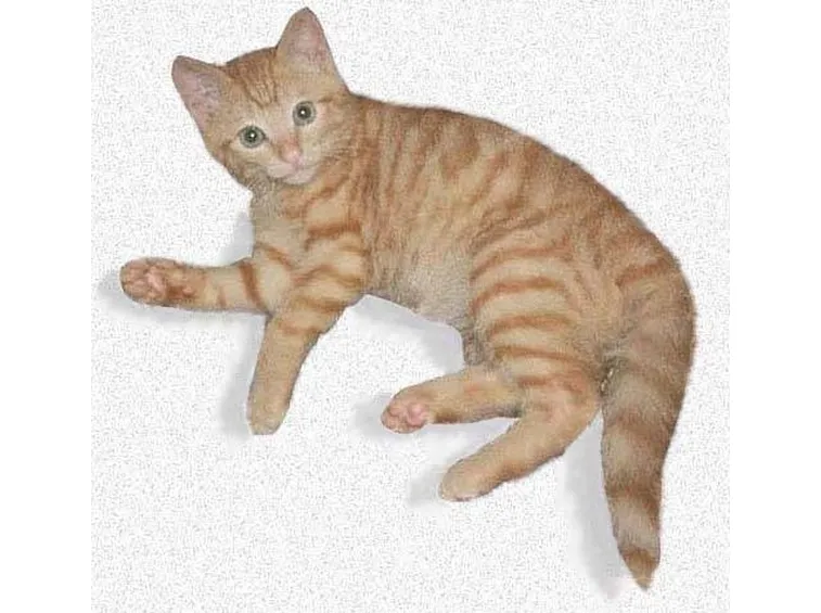 vermi gatti