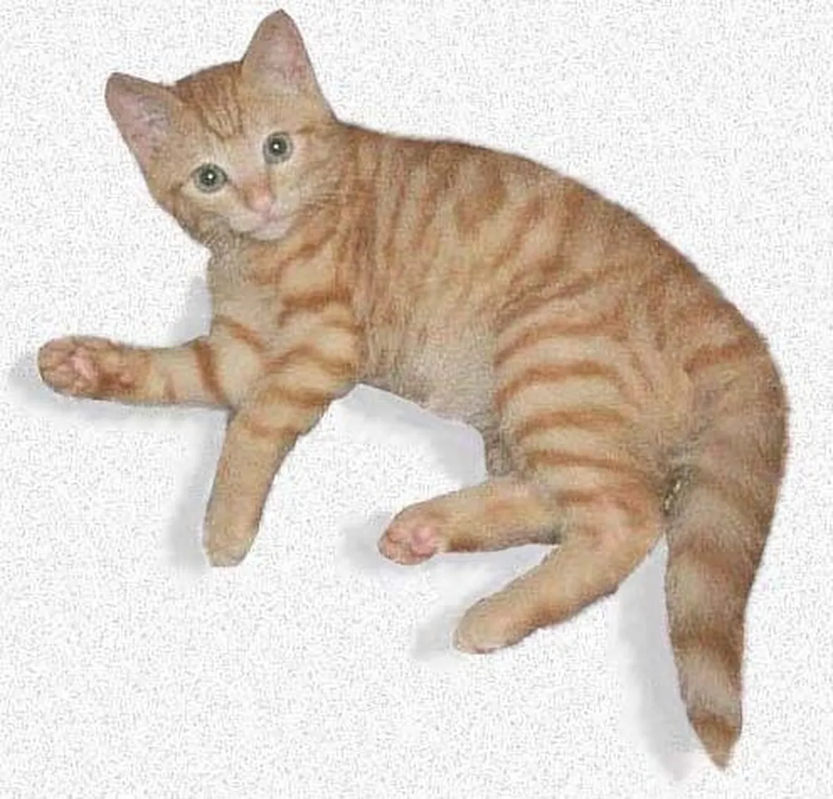 vermi gatti